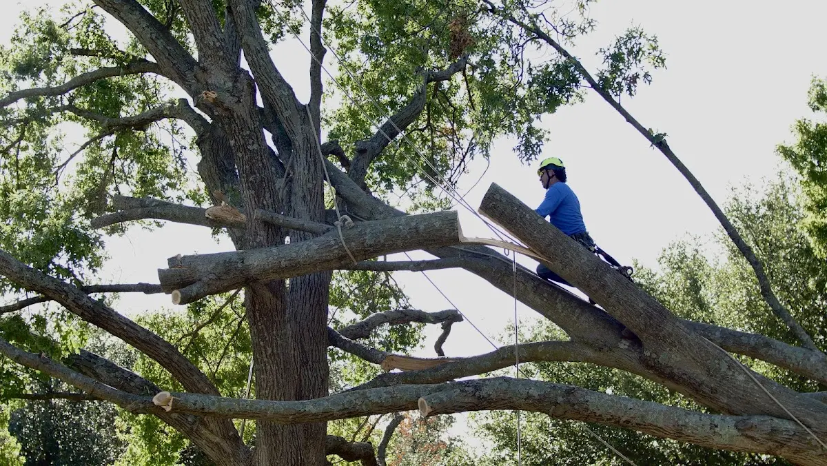 Professional Crown Thinning performed by certified arborists in Torrington